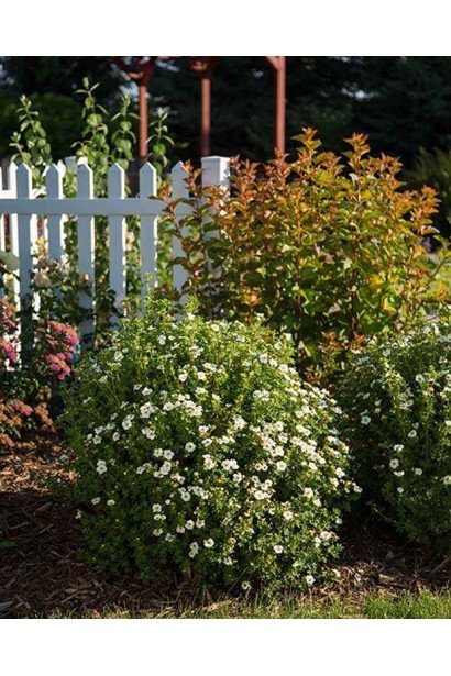 Перстач Крем Брюле компактний кущ округлої форми